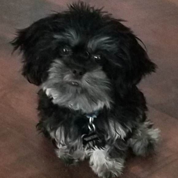 Meet your Posher, Laura - Picture 1 of 1